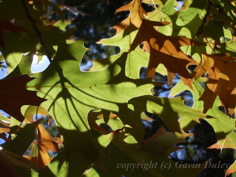 Autumn leaves, University of New England IMGP8847.JPG